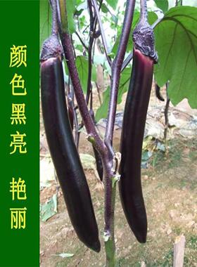 墨玉长茄子种子/籽 黑紫色 特长高产四季种植盆栽蔬菜种苗孑