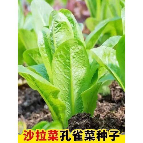 孔雀菜不生虫不打药生吃