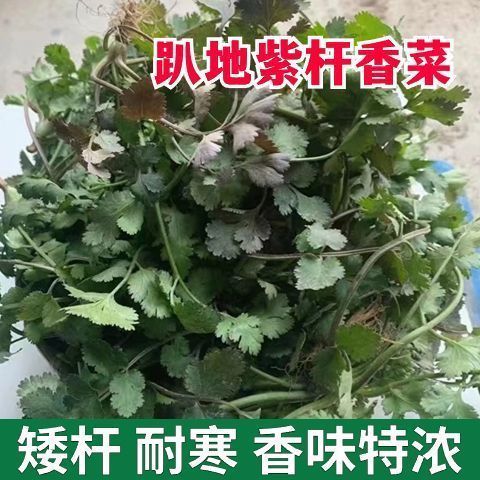 老品种紫根香菜矮杆趴地