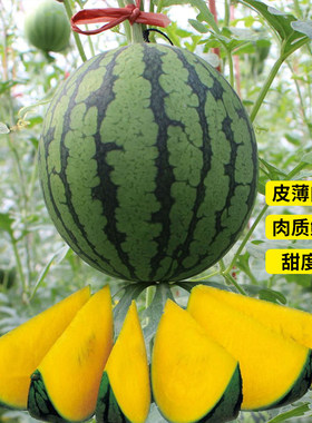 金凤凰礼品小西瓜种子超甜早熟黄瓤高产礼品型西瓜种籽四季播水果