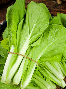 311甜脆小白菜种子耐热抗风雨青菜种籽农家菜园阳台盆栽蔬菜种孑