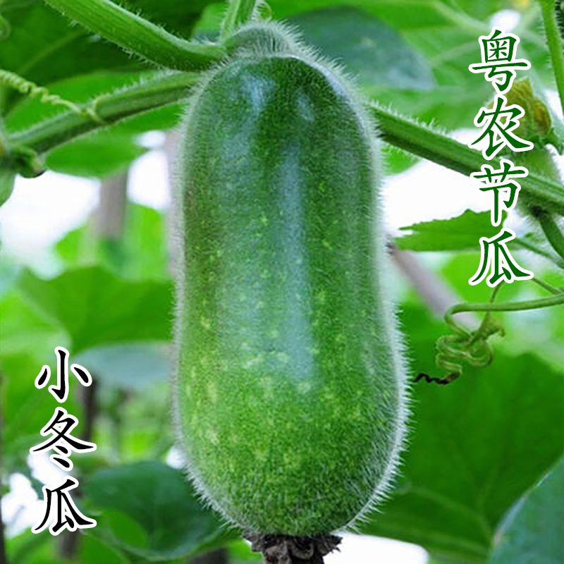 粤农节瓜迷你型小冬瓜种