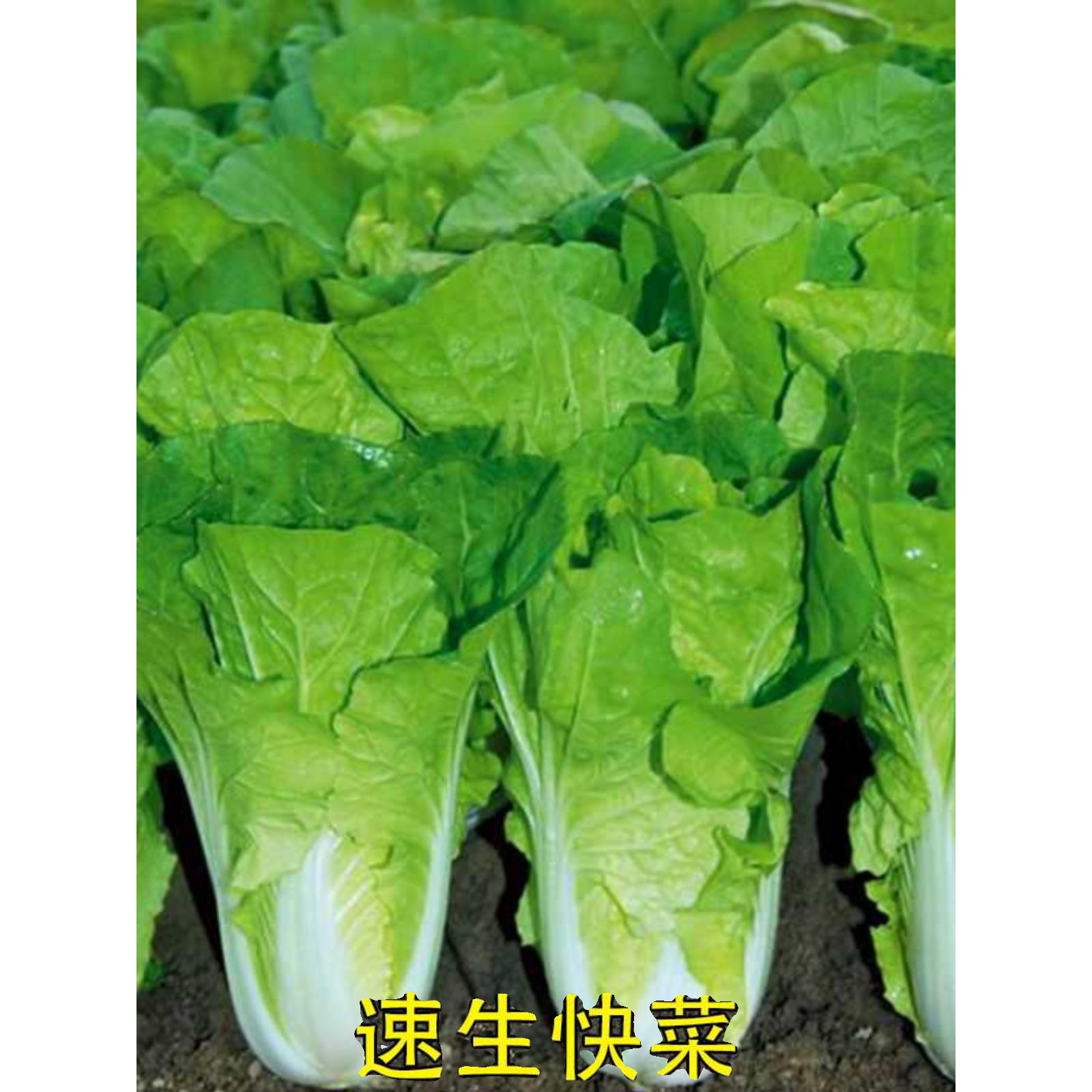 快菜种子奶油小白菜籽四