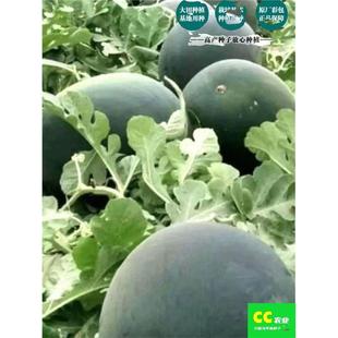 懒汉无籽甜西瓜种子黑皮无籽西瓜种子红壤无子大西瓜蔬菜水果种子