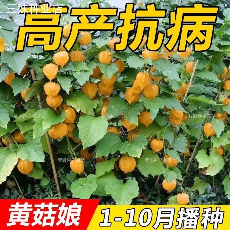 高产抗病奶香大黄菇娘种图片