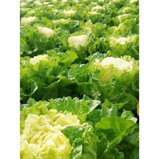 菊花心大白菜种子黄心大白菜耐热耐寒农家庭院秋季播四季蔬菜种子