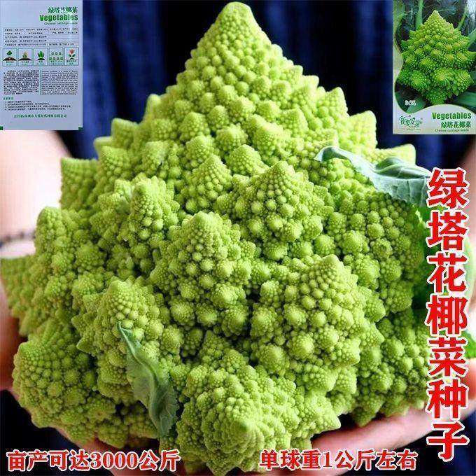 绿塔花椰菜种子宝塔菜种子蔬菜种子菜籽阳台庭院种菜盆栽花菜,农用物资,蔬菜种子/种苗,淘宝优惠券,粉丝福利购,淘宝优惠卷