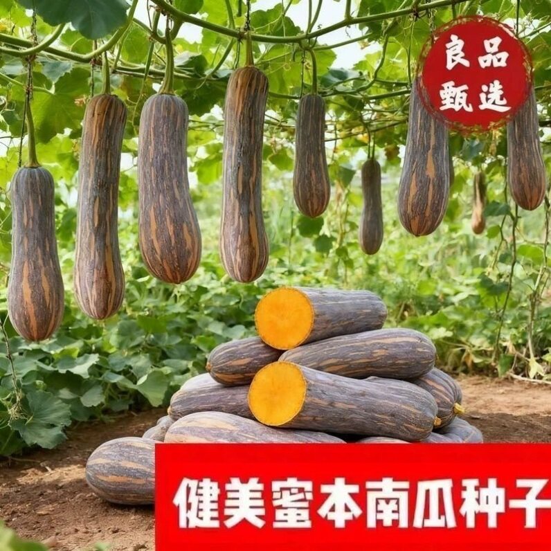 健美蜜本南瓜种子超甜粉面密本南瓜种籽早熟高产特大南瓜蔬菜种子