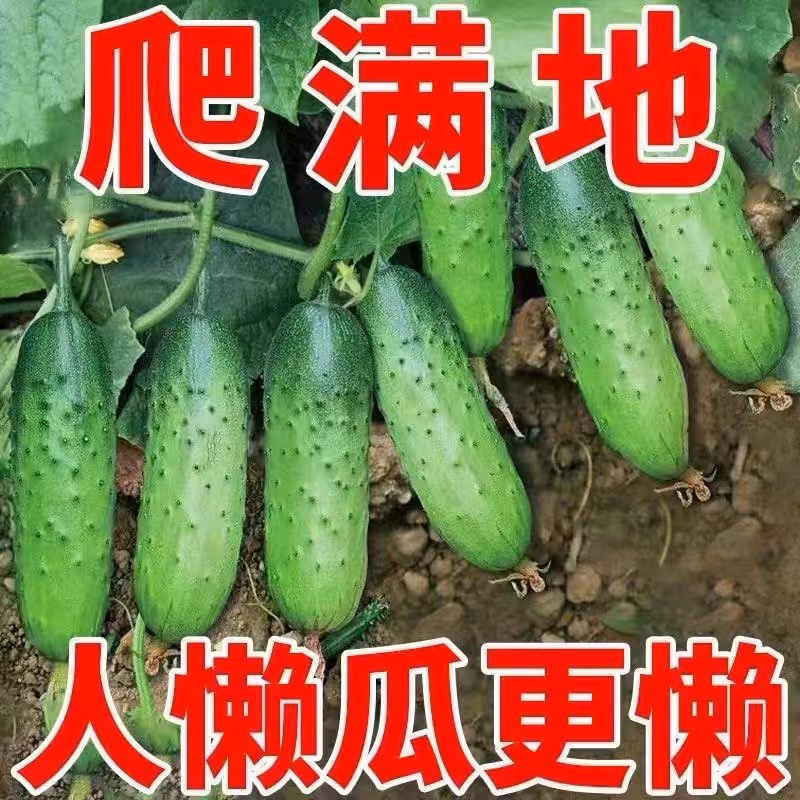 【不搭架】满地爬水果黄