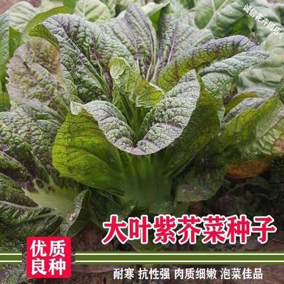 紫红青菜种子紫色芥菜宽帮大叶红筋青菜种子四川泡菜种子蔬菜种子