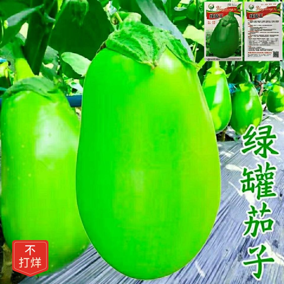 绿茄子种子绿罐圆茄种籽青长茄子籽菜种籽春夏季四季农家蔬菜种孑