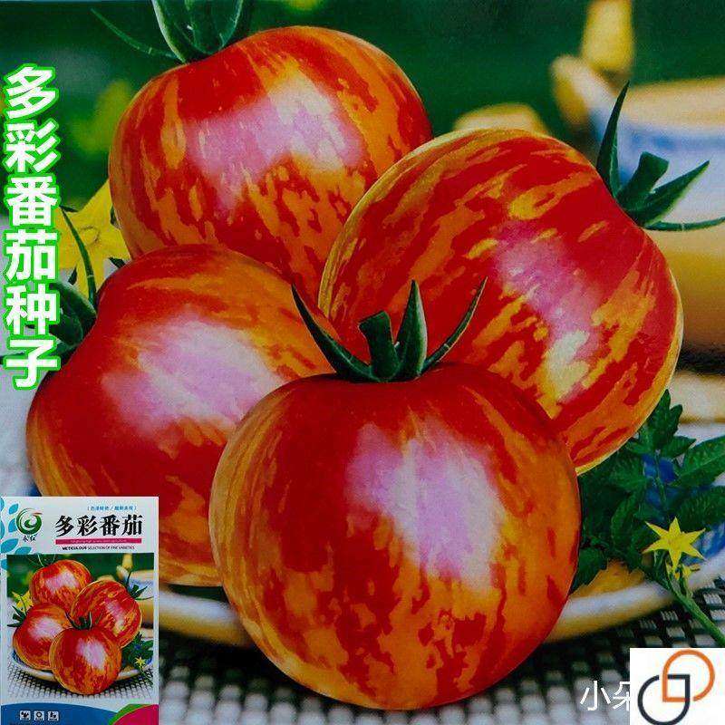 超甜多彩番茄彩虹番茄大皮球柿子姑娘果阳台盆栽水果种,农用物资,蔬菜种子/种苗,淘宝优惠券,粉丝福利购,淘宝优惠卷