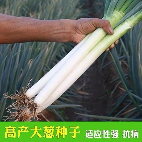 铁杆大葱特级新种四季农