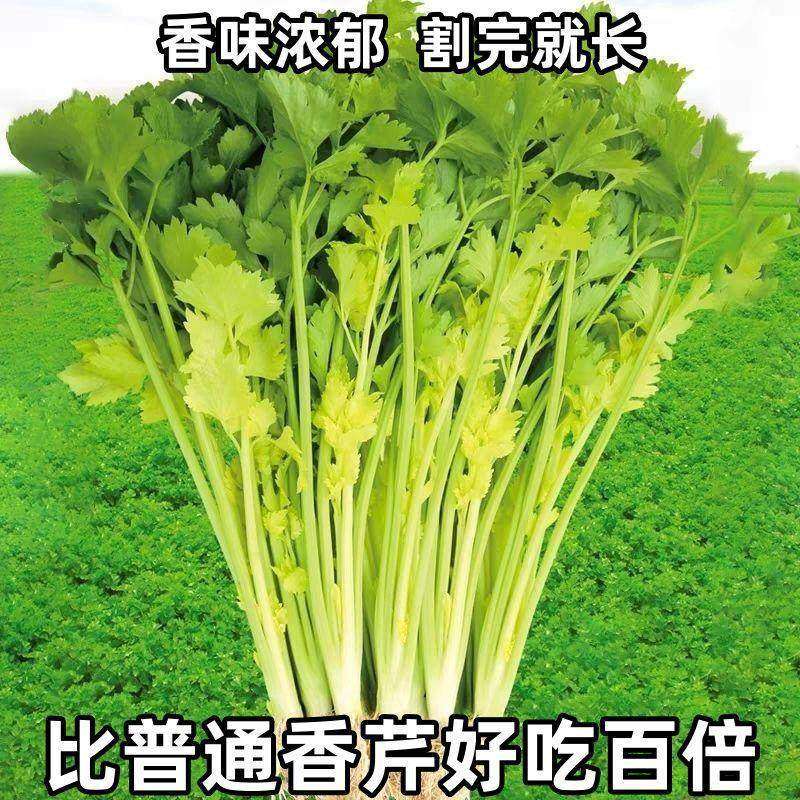 四季黄心芹菜种子小香芹种子耐高温抗寒西芹青菜阳台庭院蔬菜种子,农用物资,蔬菜种子/种苗,淘宝优惠券,粉丝福利购,淘宝优惠卷