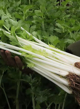白玉香芹菜种子白杆实芹玻璃脆耐热抗寒农家夏秋季播西芹籽蔬菜籽