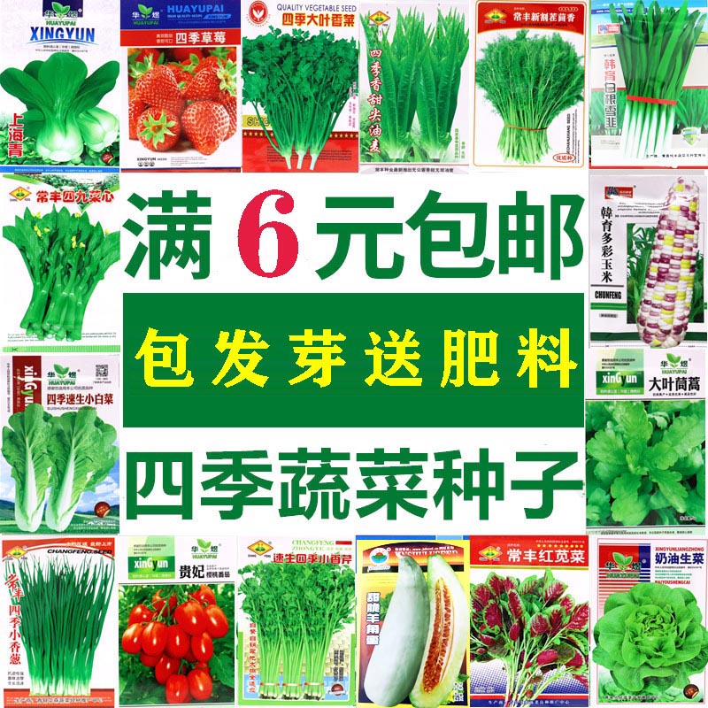 蔬菜种子小葱木耳籽四季