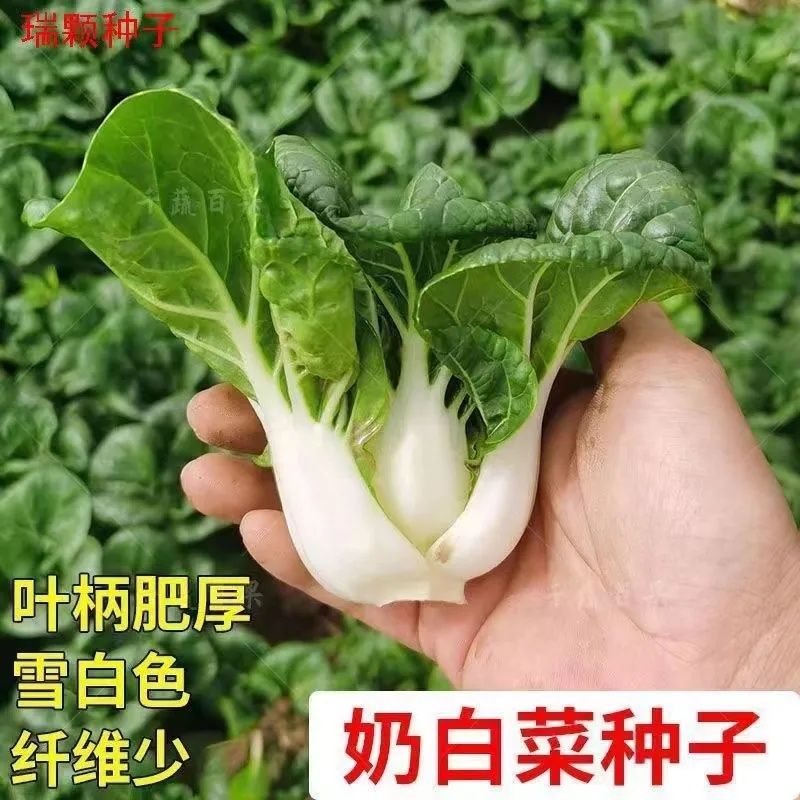 奶油白菜种子白雪公主籽