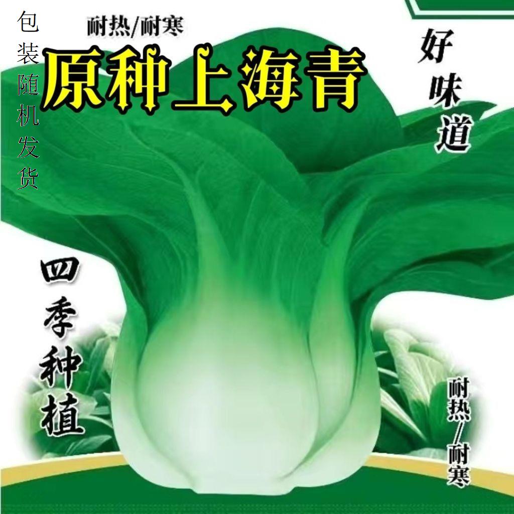 四季上海青种子春季秋季