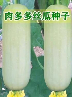 牛奶白丝瓜种子白色短棒肉丝瓜籽春季夏四季早熟高产大田盆栽蔬菜