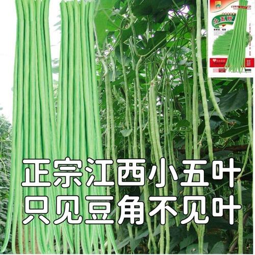 小五叶干枝梅特长压趴架
