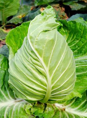 牛心甘蓝种子包心菜卷心菜包菜种籽形蔬菜春秋冬四季播春丰绿色孑