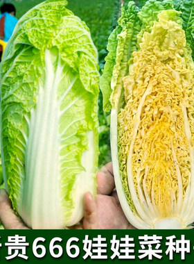 新贵666娃娃菜F1种子黄心包心白菜种籽春秋农家菜园蔬菜盆栽种孑
