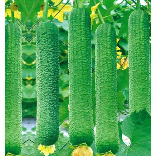 皱皮丝瓜新品种肉籽春季