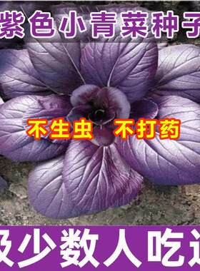 超耐热紫罗兰一年四季种紫色上海青小青菜四季播阳台盆栽蔬菜种子