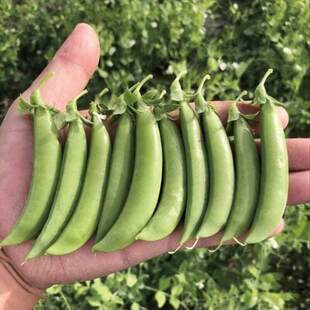 甜豌豆种子甜脆耐寒荷兰豆豌豆角种子长寿豌豆河南豆四季蔬菜种子
