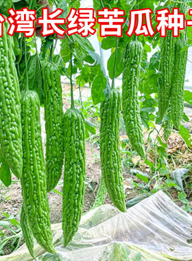 台湾长绿苦瓜种子绿皮青苦瓜种籽抗热耐寒春播农家菜园庭院蔬菜孑