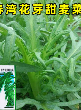 花芽唛菜种籽博白花芽甜麦菜春湾唛菜种子甜脆苦麦菜籽种蔬菜种孑