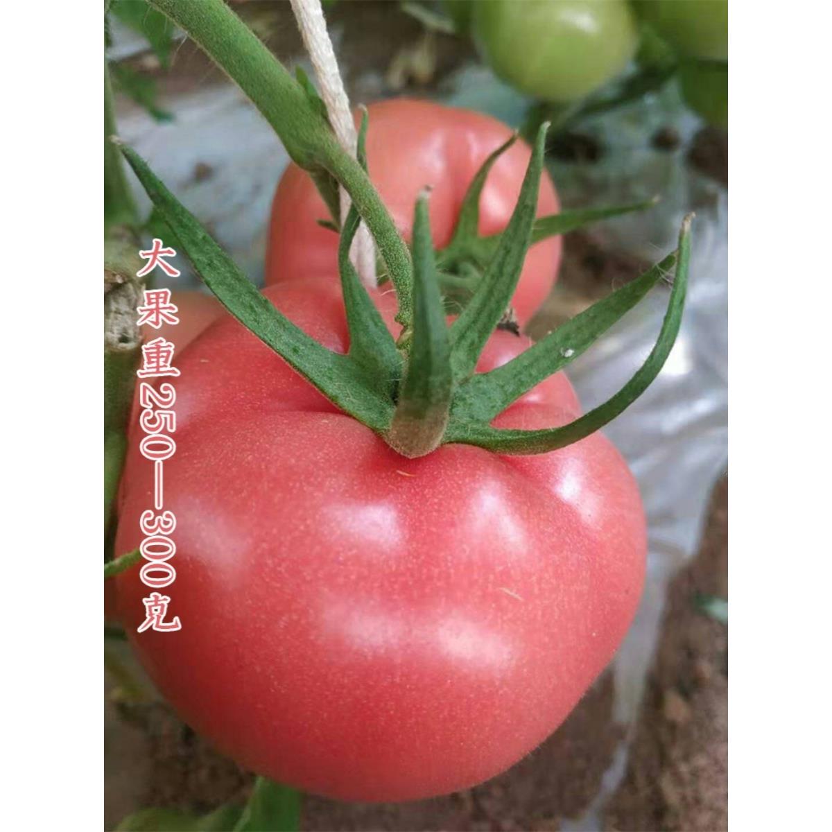 粉冠大番茄种孑菜苗秋冬季蔬菜苗盆栽阳台四季西红柿种子籽沙瓤