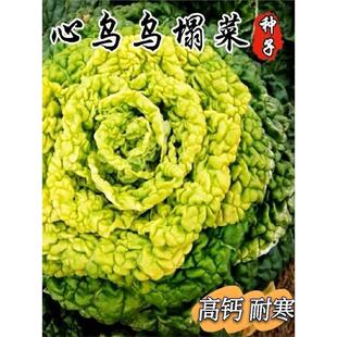 黄心乌塌菜种子耐寒黄心菜种籽菊花心菜籽种易种黄金乌心蔬菜种子