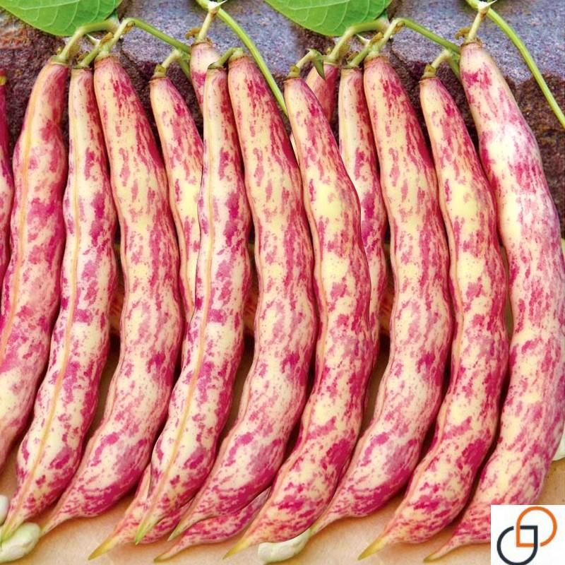 黄金勾豆角东北红金钩架