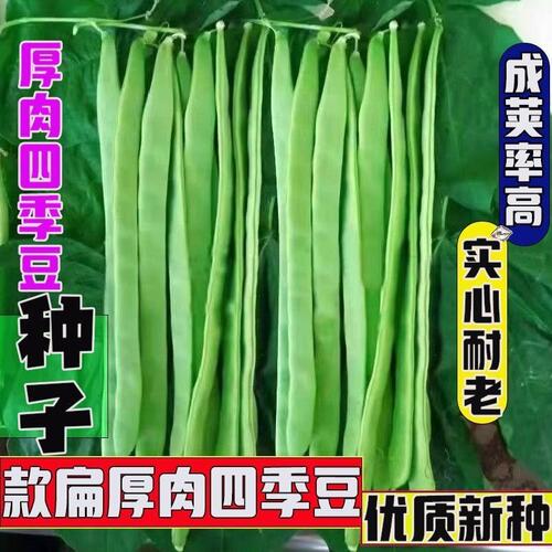 宽扁厚肉四季豆种子春夏