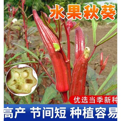 红黄秋葵种子种籽菜籽水