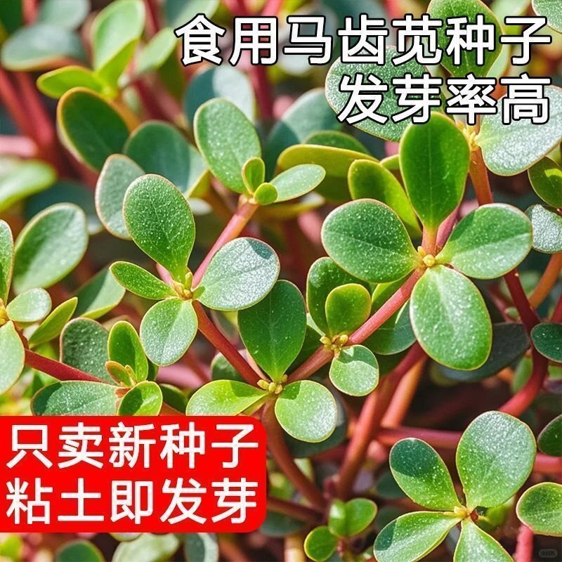 食用马齿苋种子种籽马芷