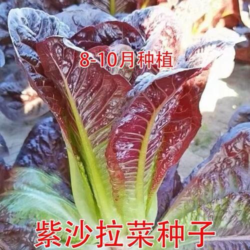 紫孔雀菜种子欧美沙拉咖