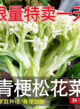 松花菜种子散花青梗白色花椰菜高产耐寒耐湿易种花菜种子