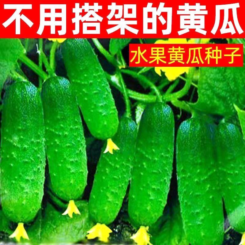 【48小时发货】懒人满地爬水果黄瓜种子不搭架早熟生吃黄瓜菜园阳