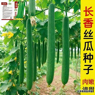 长香丝瓜种子高产早熟丝瓜种子四季南方北方丝瓜籽易成活蔬菜种子