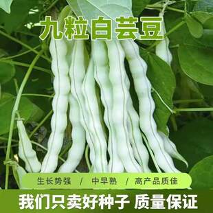 超级九粒白芸豆种子白不老豆角种子四季菜种子老来少豆籽早熟高产
