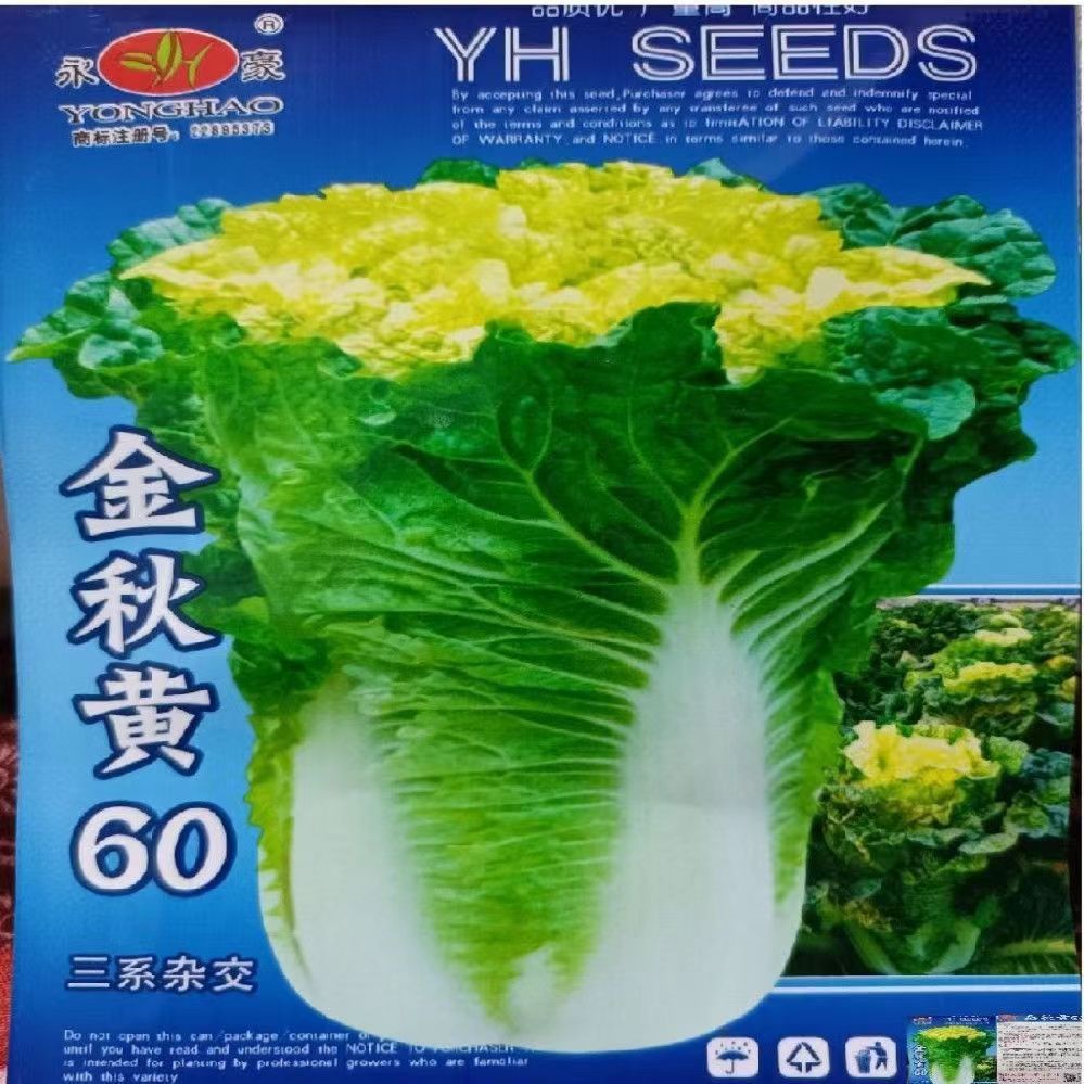 山东黄心大白菜种子早熟