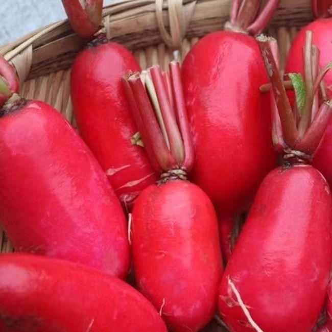 大红袍萝卜种子满身红萝卜夏季秋季白心红皮萝卜种子四季萝卜种子