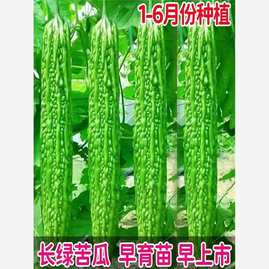 大肉苦瓜种籽高产春季四季长绿苦瓜籽种家庭阳台盆栽瓜果蔬菜种子