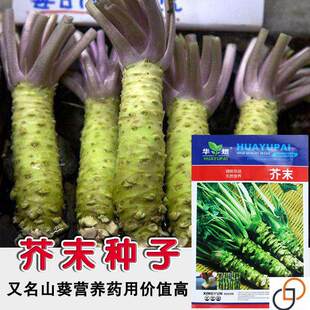 华煜芥末种子四季播驱寒绿芥末辣根山秋葵种籽阳台庭院盆栽种