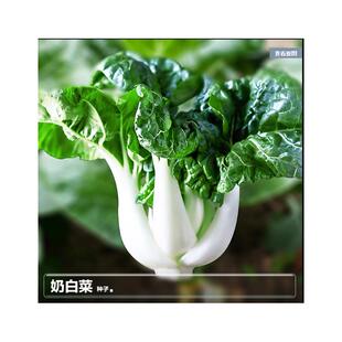 奶白菜种子小白菜上海青菜春季四季盆栽蔬菜种籽南方播种孑苗大全