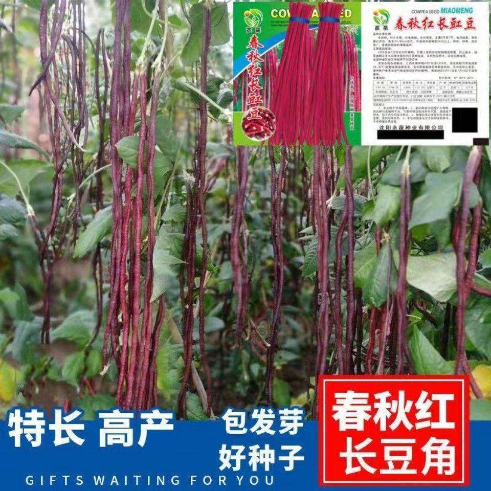 春秋红长豇豆种子高产长豆角特长紫豆角缸豆种子菜豆籽早熟八月豆,农用物资,蔬菜种子/种苗,淘宝优惠券,粉丝福利购,淘宝优惠卷