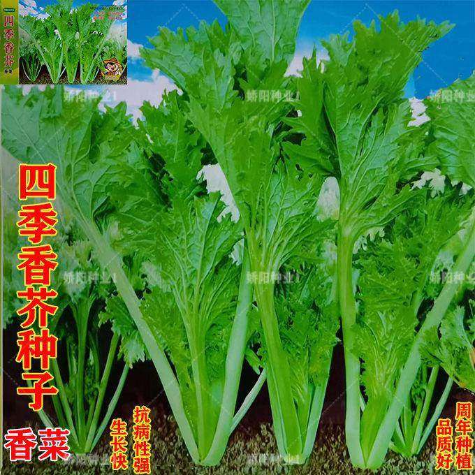 四季香芥菜种子一年四季香菜种子四川重庆特色春秋冬初播蔬菜种子,农用物资,蔬菜种子/种苗,淘宝优惠券,粉丝福利购,淘宝优惠卷