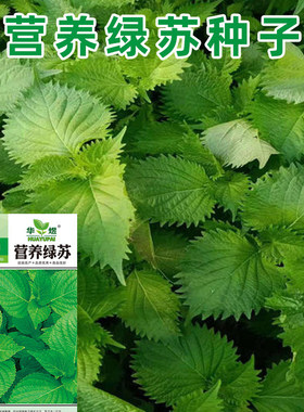 苏子叶种子孑苗双青绿大圆香四季盆栽食用烤肉泡菜蘸酱绿苏籽食用